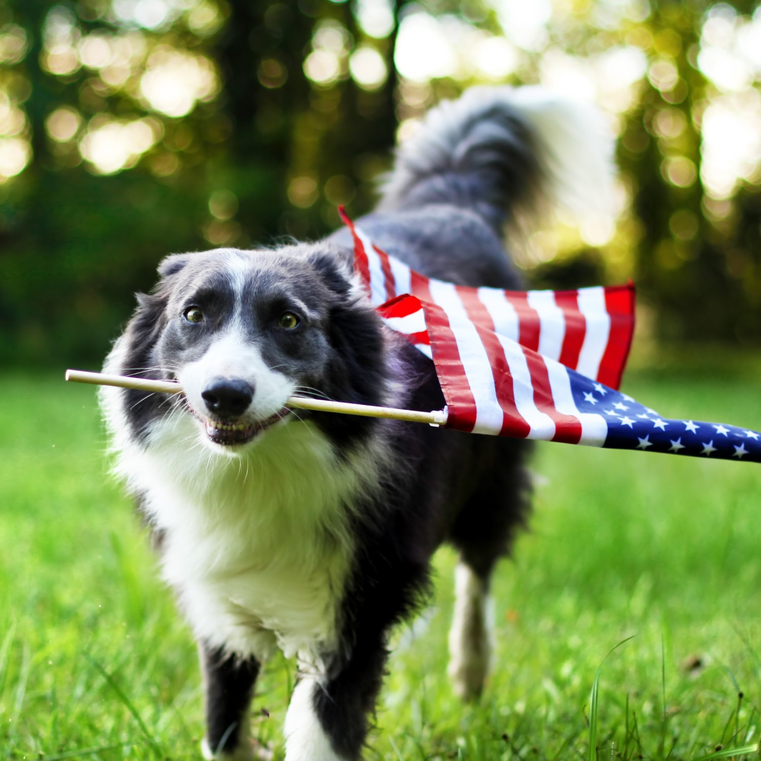 Dog holding flag